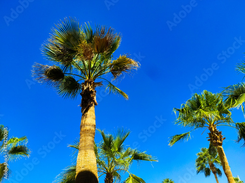 Palm trees against the blue sky in the city of Sharm el Sheikh, Egypt. Bottom view.