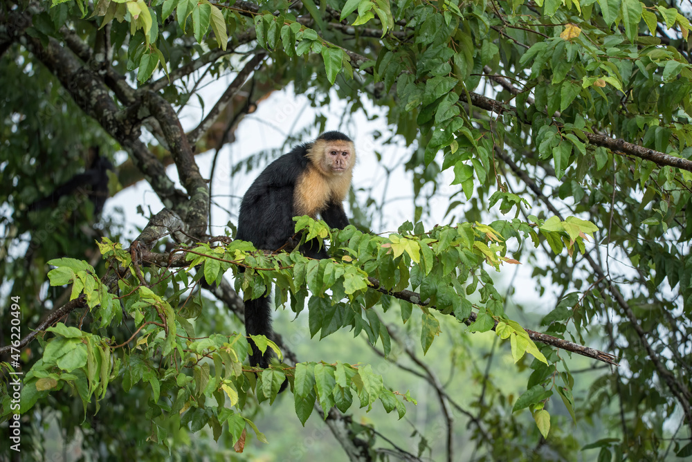 Portrait of Capuchin monkey in Panama Portrait of Capuchin monkey in Panama