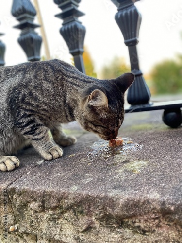 cat on the roof