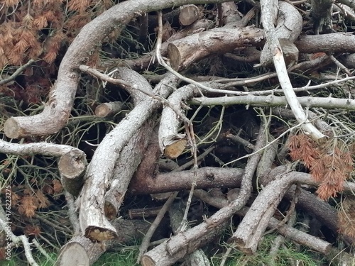 wood broken tree branches