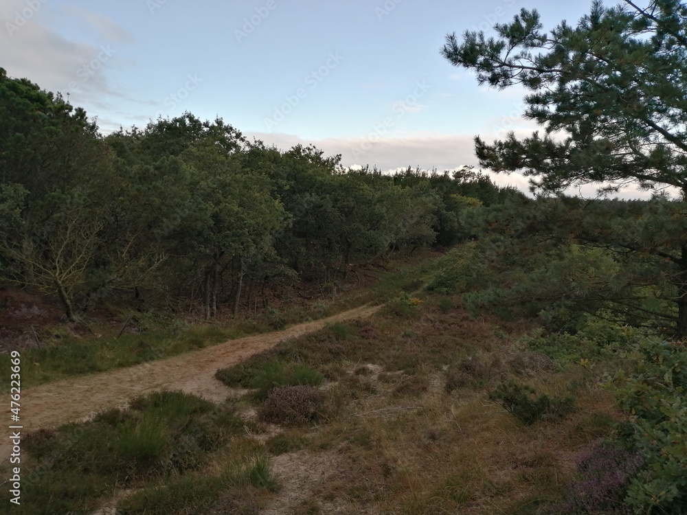 walk forest sky