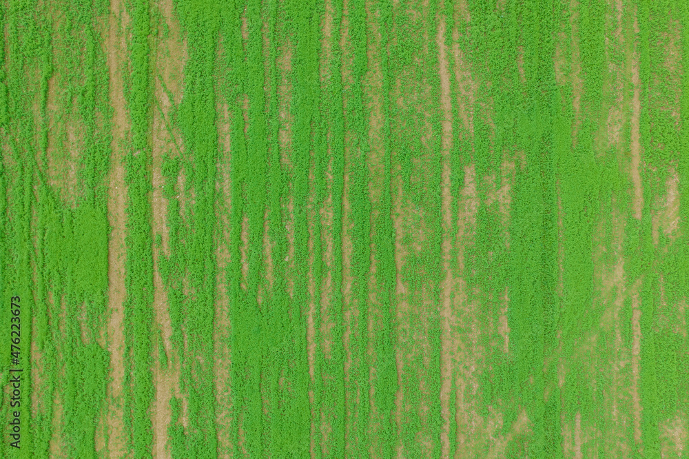 Green field from a height. Texture for designer background. A place to write text.