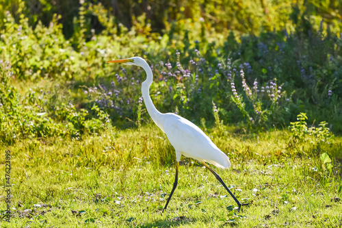 Birds and wildlife fauna of Danube Delta. Amazing landscapes of this beautiful part of Romania. Nature photography. photo