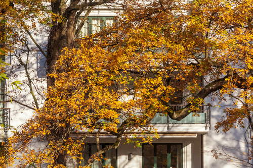 Verfärbtes Herbstlaub, Wohnhäuser, Mehrfamilienhäuser im Herbst, Bremen photo