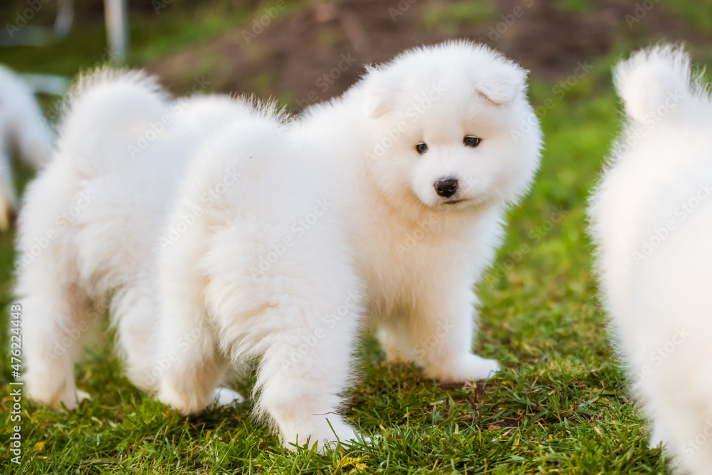 Funny fluffy white Samoyed puppies dogs are playing