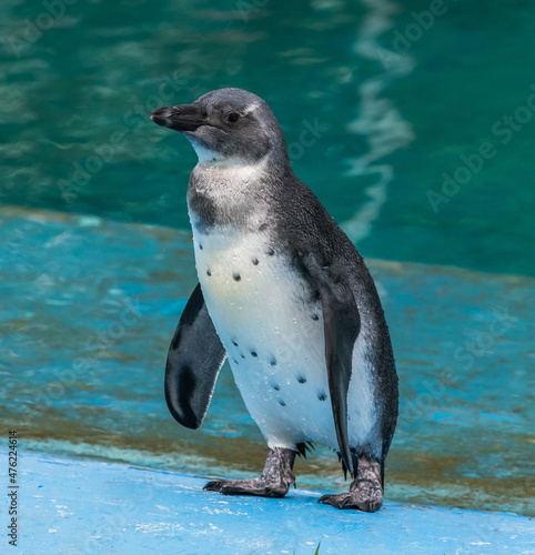 Humboldt penguin standing on the edge of a blue pool