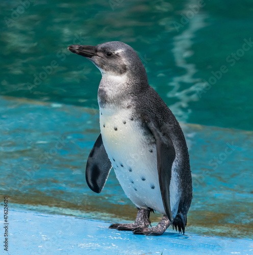  Humboldt penguin standing on the edge of a blue pool