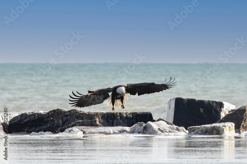 The bald eagle  Haliaeetus leucocephalus  landing on a frozen lake