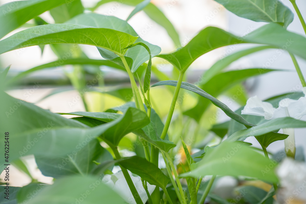 Obraz premium Water spinach