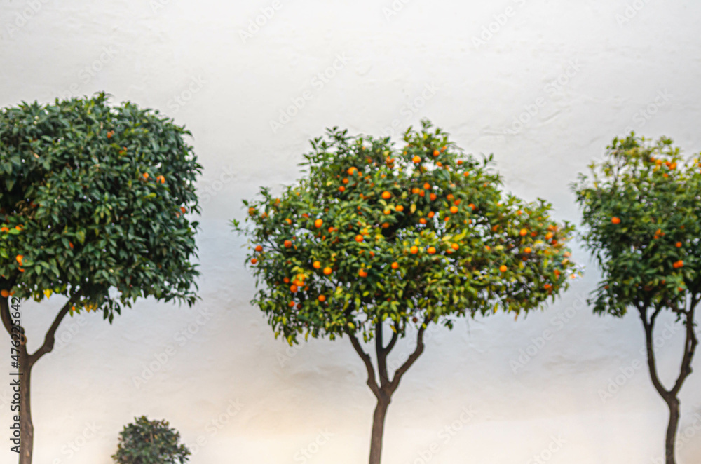Orange garden with ripening orange fruits on the trees with green leaves
