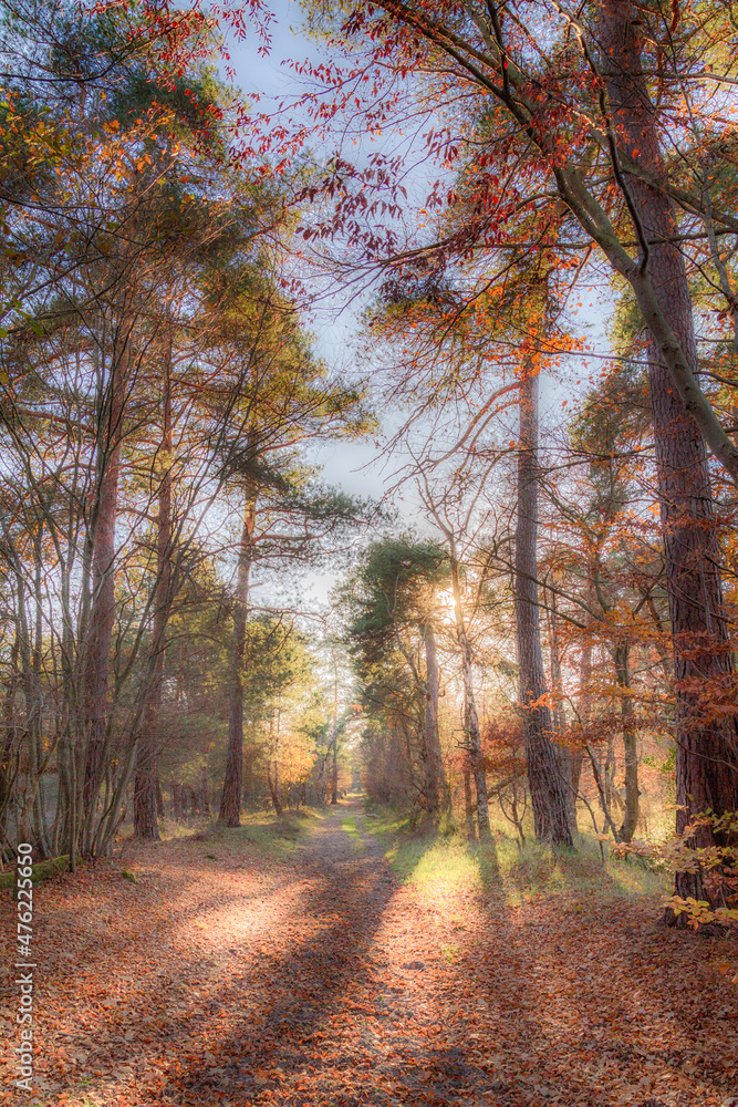 autumn in the forest