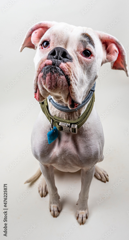 Obraz premium White Boxer Dog