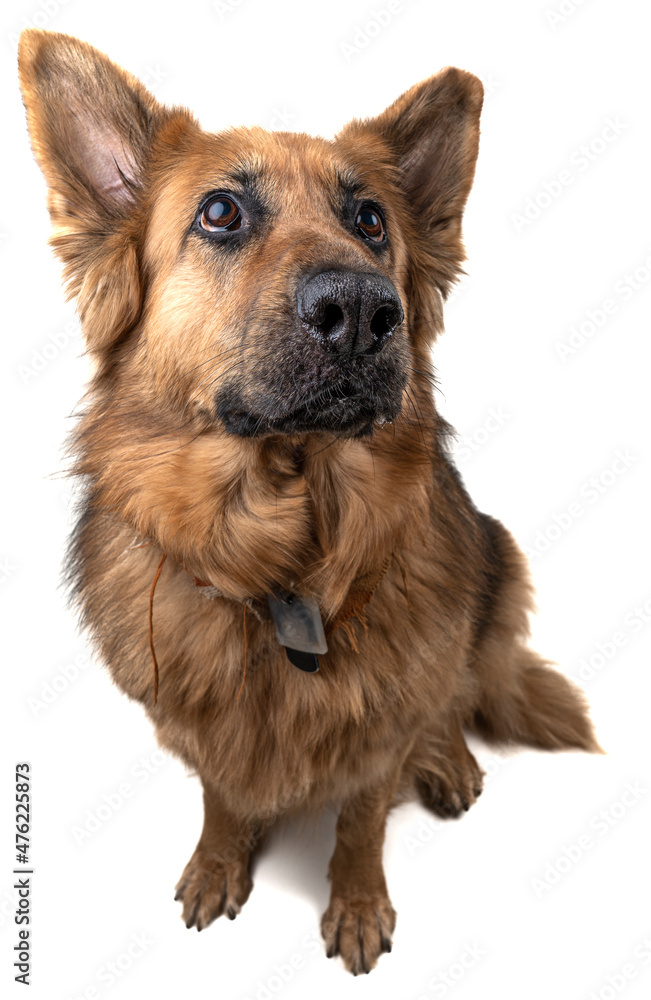 German Shepherd