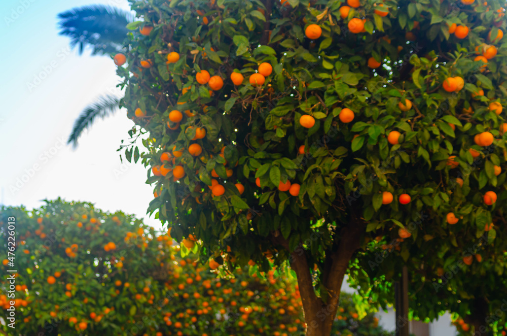 Orange garden with ripening orange fruits on the trees with green leaves