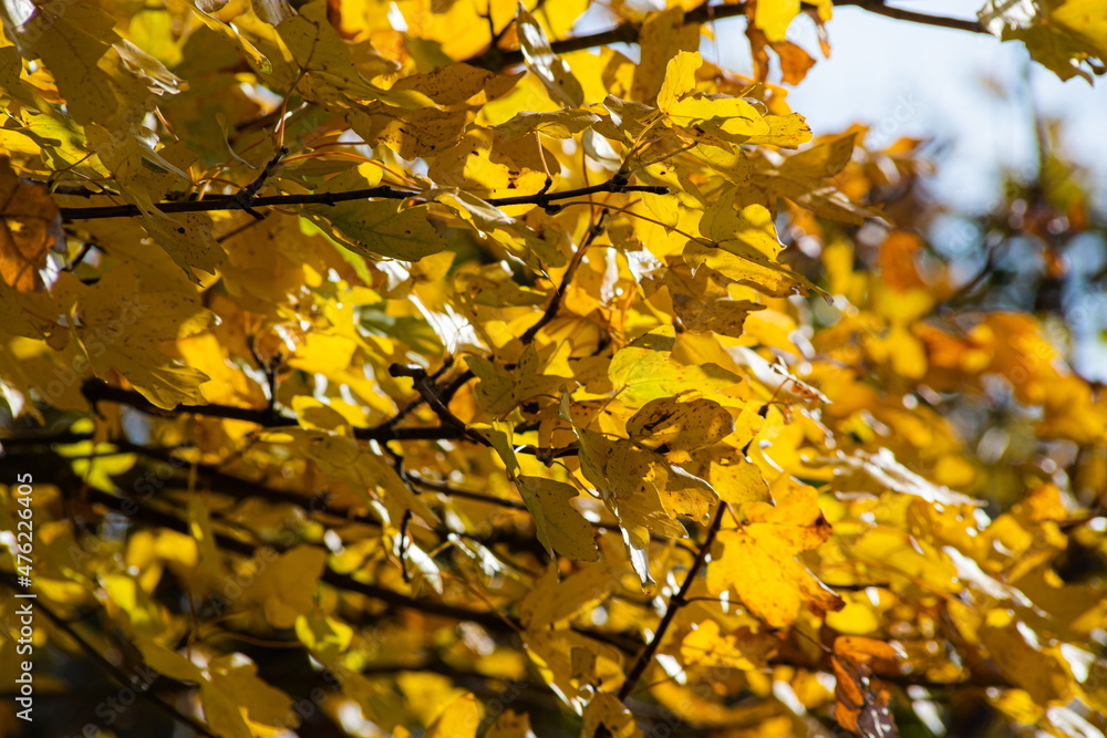 Autumn leaves on the sun. Fall blurred background Autumn leaves on the sun. Fall blurred background
