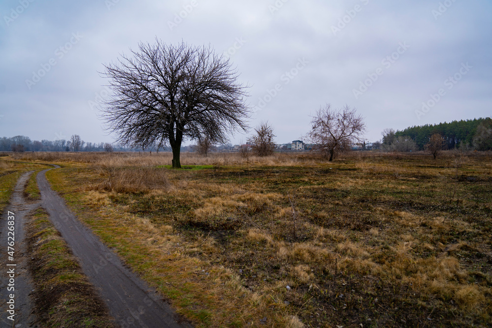 Burnt tree in the middle of a burnt-out field in late autumn