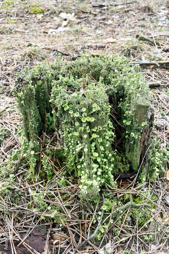 Moss grows on stump, natural background of green moss, selective focus. Ecology. Nature Wildlife, closeup.
