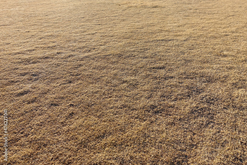 枯れた芝生 © Kombu（昆布）