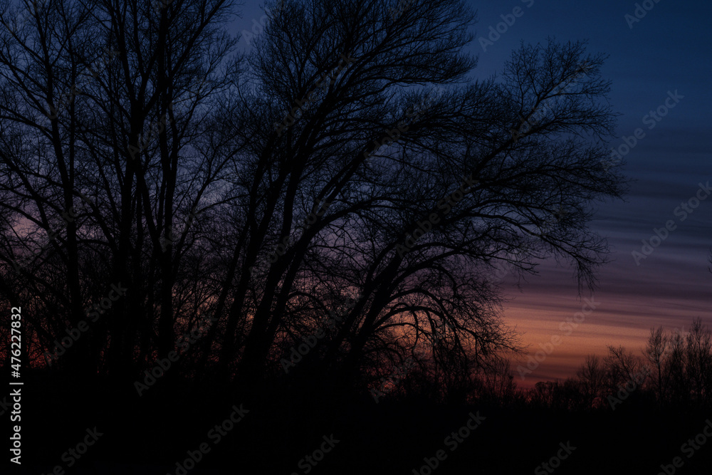 Fototapeta premium sunset in the forest