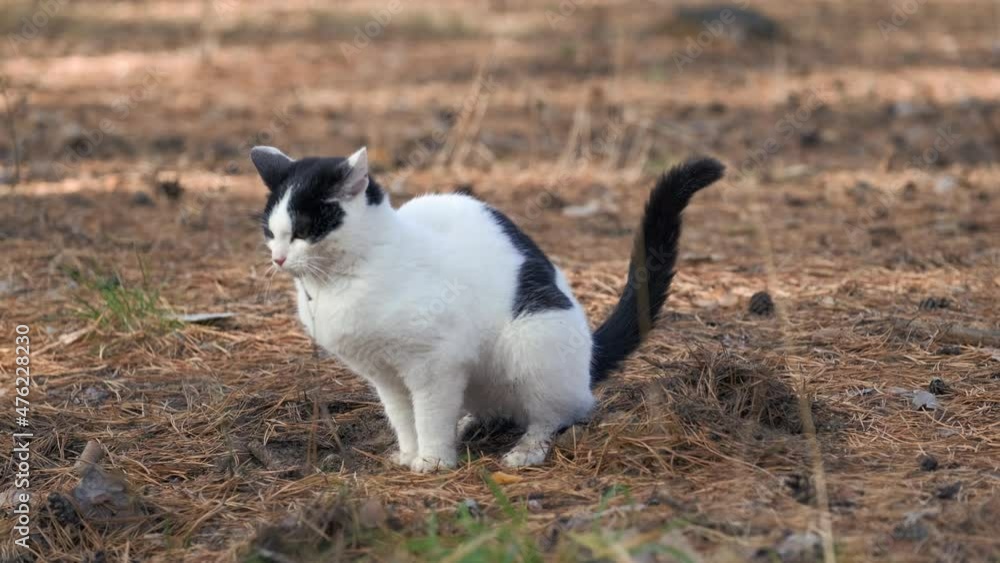 Cat buries feces with paws in a foliar woods. A cat prepare uses the sand in the garden as a cat toilet, cat defecates in the garden. Daily biological needs. Cat buries feces with paws in a foliar woods. A cat prepare uses the sand in the garden as a cat toilet, cat defecates in the garden. Daily biological needs.