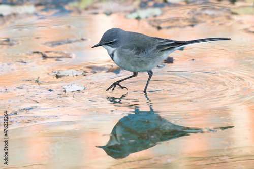 Cape Wagtail reflection in water