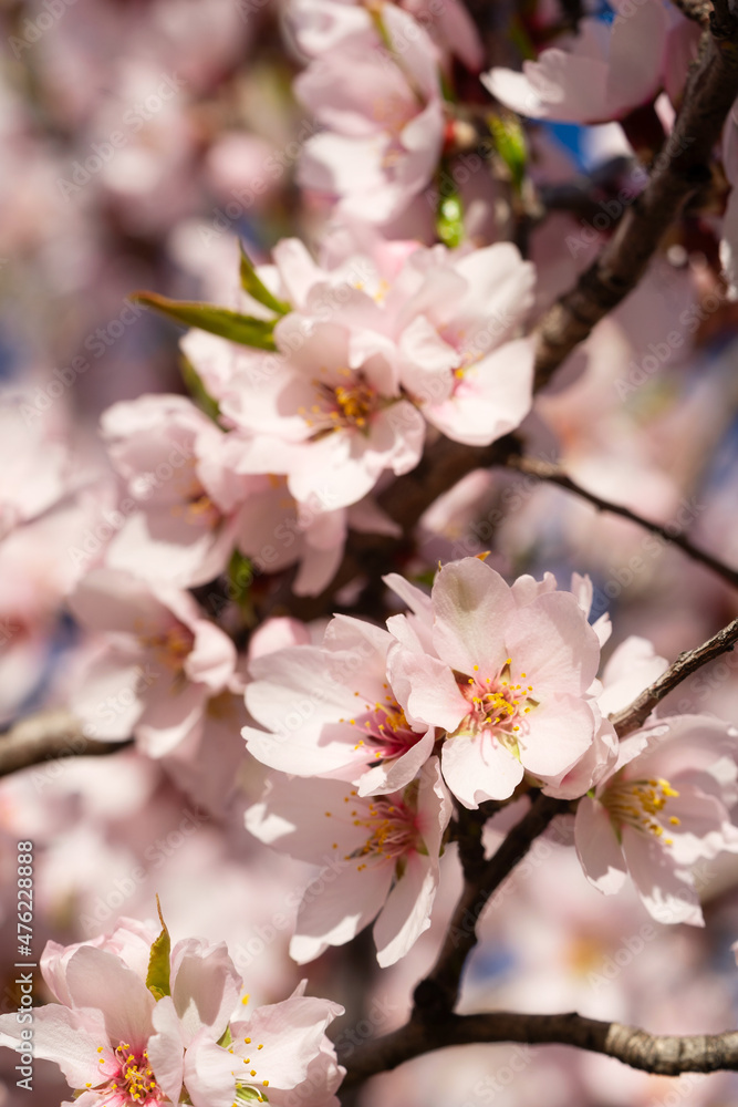 almond tree bloom