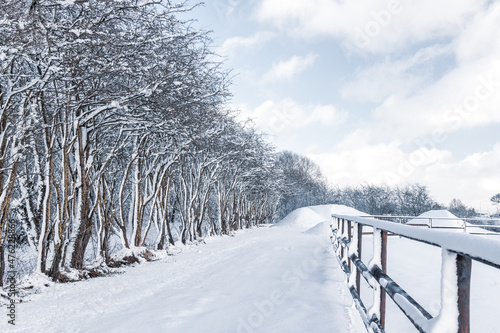 snowy winter landscape, tree lined track road in the countryside in the Ardennes, Belgium photo