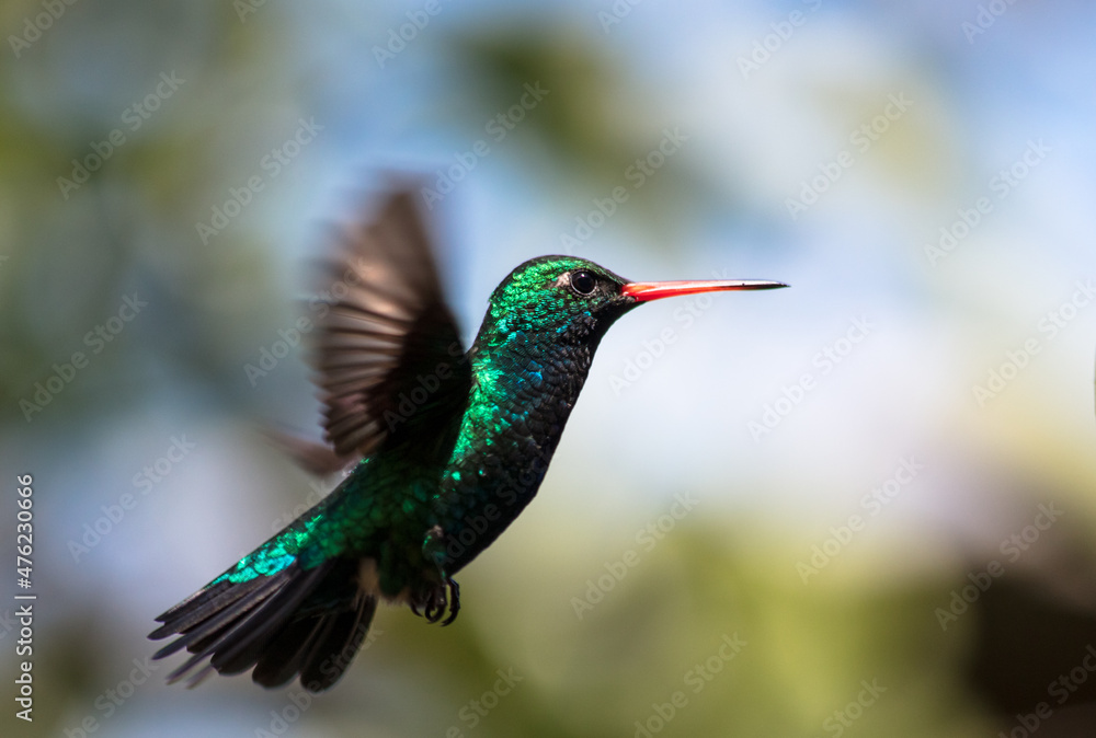 Fototapeta premium Hummingbird in flight - Glittering-bellied Emerald - (Chlorostilbon lucidus)