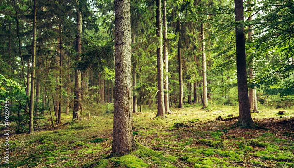 idyllic forest on warm spring day idyllic forest on warm spring day