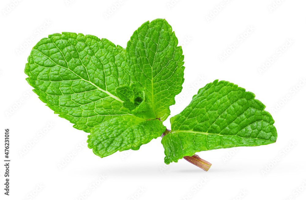 Mint leaves isolated on white background. Design element. Mint leaves isolated on white background. Design element.