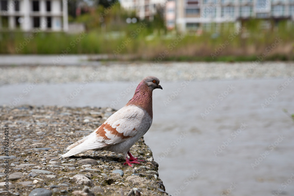 Fototapeta premium Closeup of domestic pigeon Columba livia domestica perched on stone pier by water on sunny day.