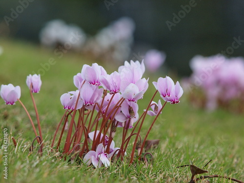 シクラメンの原種