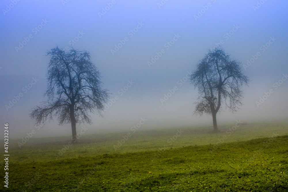 Bäume im Nebel