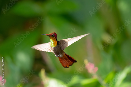 Exotic male Ruby Topaz hummingbird, Chrysolampis Mosquitus hovering in a garden in the morning light with a green background.