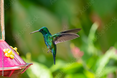 Iridescent Blue-chinned Sapphire hummingbird, Chlorestes Notata, hovering by a hummingbird feeder in a garden with flowers blurred in the background. photo