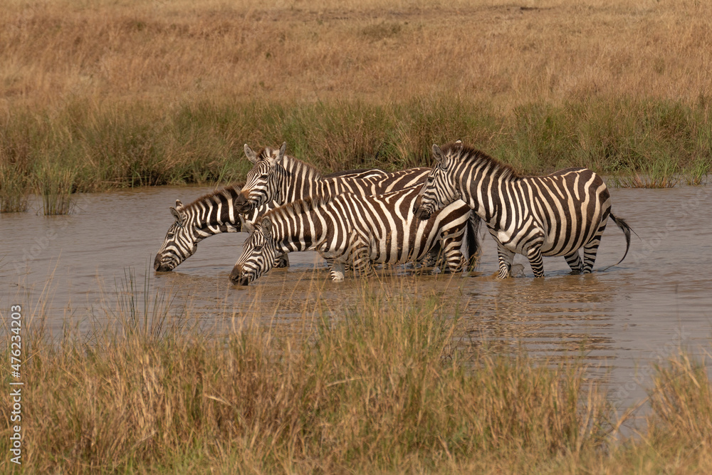 Naklejka premium african plains zebra on the dry brown savannah grasslands browsing and grazing. focus is on the zebra with the background blurred, the animal is vigilant while it feeds