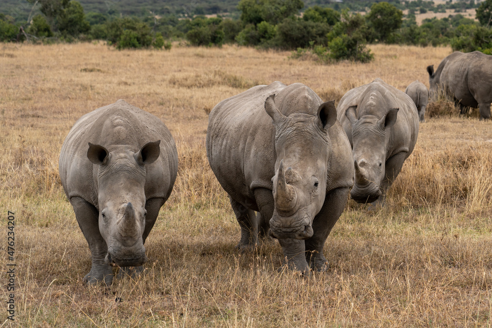 Fototapeta premium White Rhinoceros Ceratotherium simum Square-lipped Rhinoceros at Khama Rhino Sanctuary Kenya Africa.