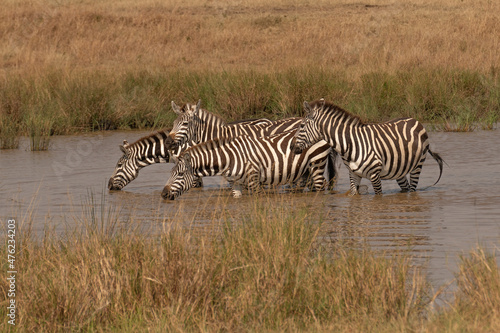 african plains zebra on the dry brown savannah grasslands browsing and grazing. focus is on the zebra with the background blurred  the animal is vigilant while it feeds