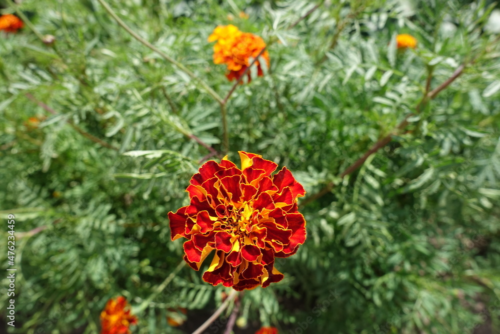 Top view of red and yellow flower head of Tagetes patula in July Top view of red and yellow flower head of Tagetes patula in July