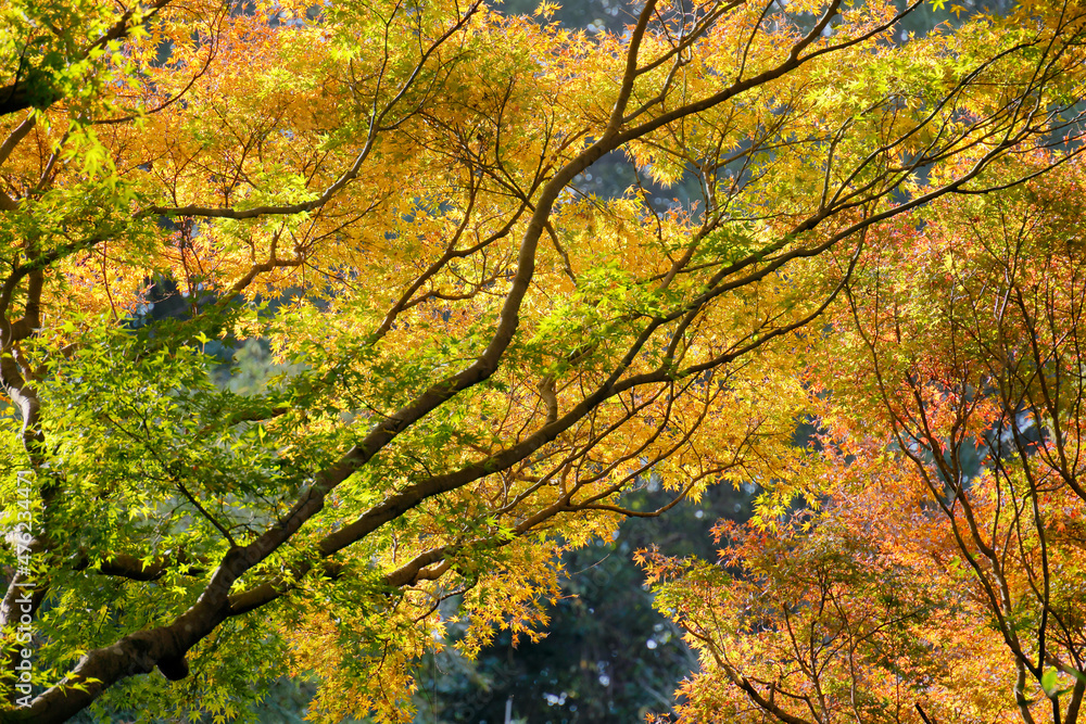 鮮やかな色に紅葉した山の上の木