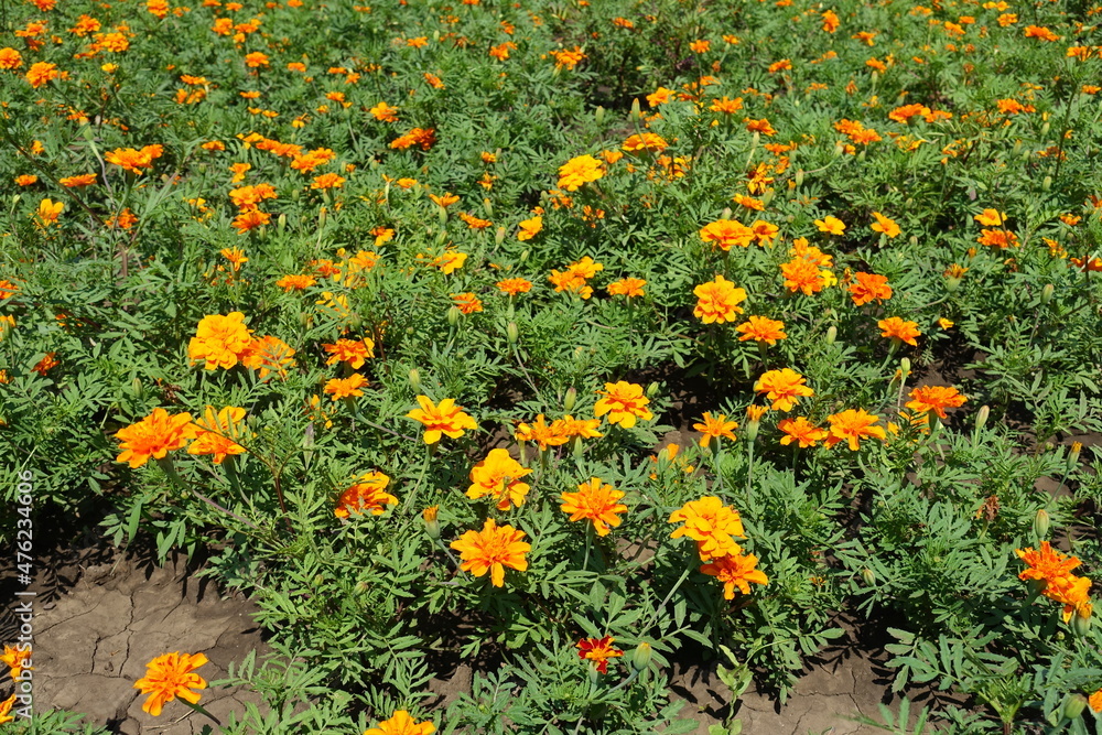 Pseudanthiums of bright orange Tagetes patula in June