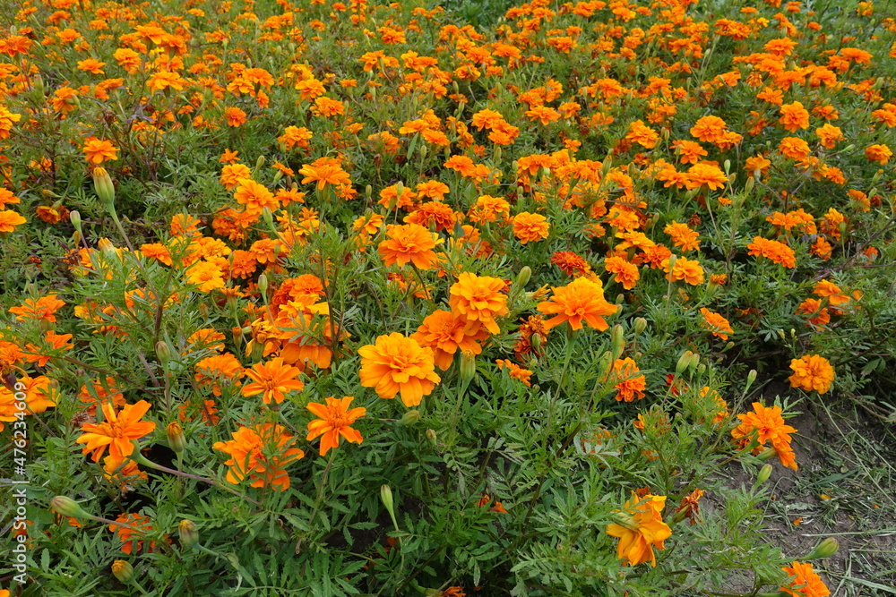 Saturated orange flower heads of Tagetes patula in July