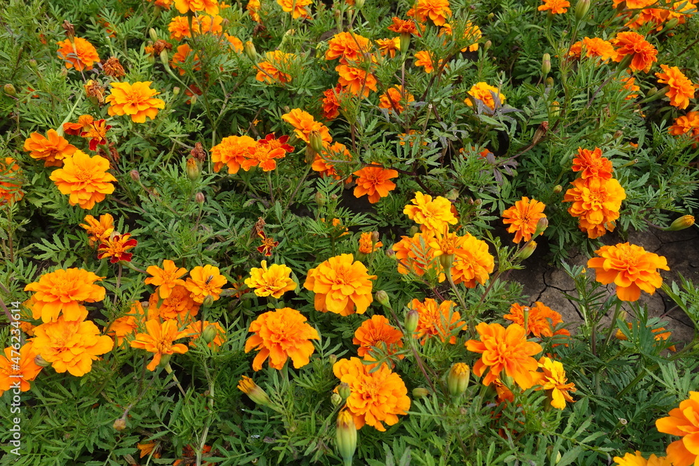 Showy orange flowers of Tagetes patula in mid July