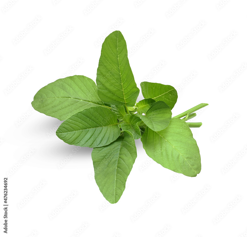 fresh green spinach or green amaranth isolated on white background fresh green spinach or green amaranth isolated on white background
