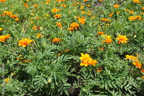 Scarce orange flower heads of Tagetes patula in June