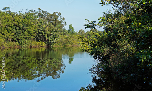 Lake and tropical rainforest  Barra da Tijuca  Rio