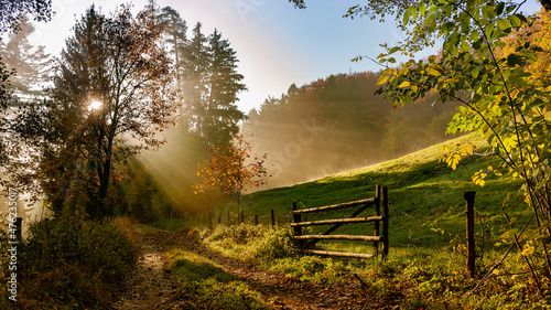 Baum im Gegenlicht in einer Herbstweide, Mostviertel, Ybbstal, Österreich, Austria