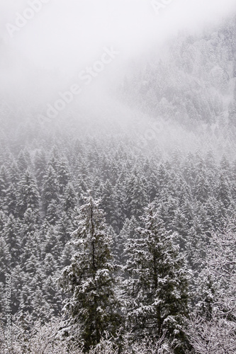 winter landscape. Winter forest covered with snow. New Year`s landscape. Dramatic wintry scene. © Birol