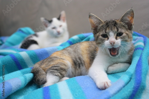 Fotografie chaton criant , la gueule ouverte, mécontent