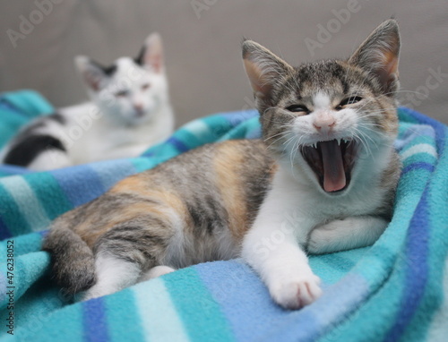 Fotografie chaton criant , la gueule ouverte, mécontent